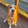 Yooper is registered to the contest to win money with this photo: dog, golden_hour, leash, wooden_deck, smiling, happy, outdoor, pet, canine, sunlight, fence, road, daylight, closeup, animal, fur, sitting, tongue, collar, portrait