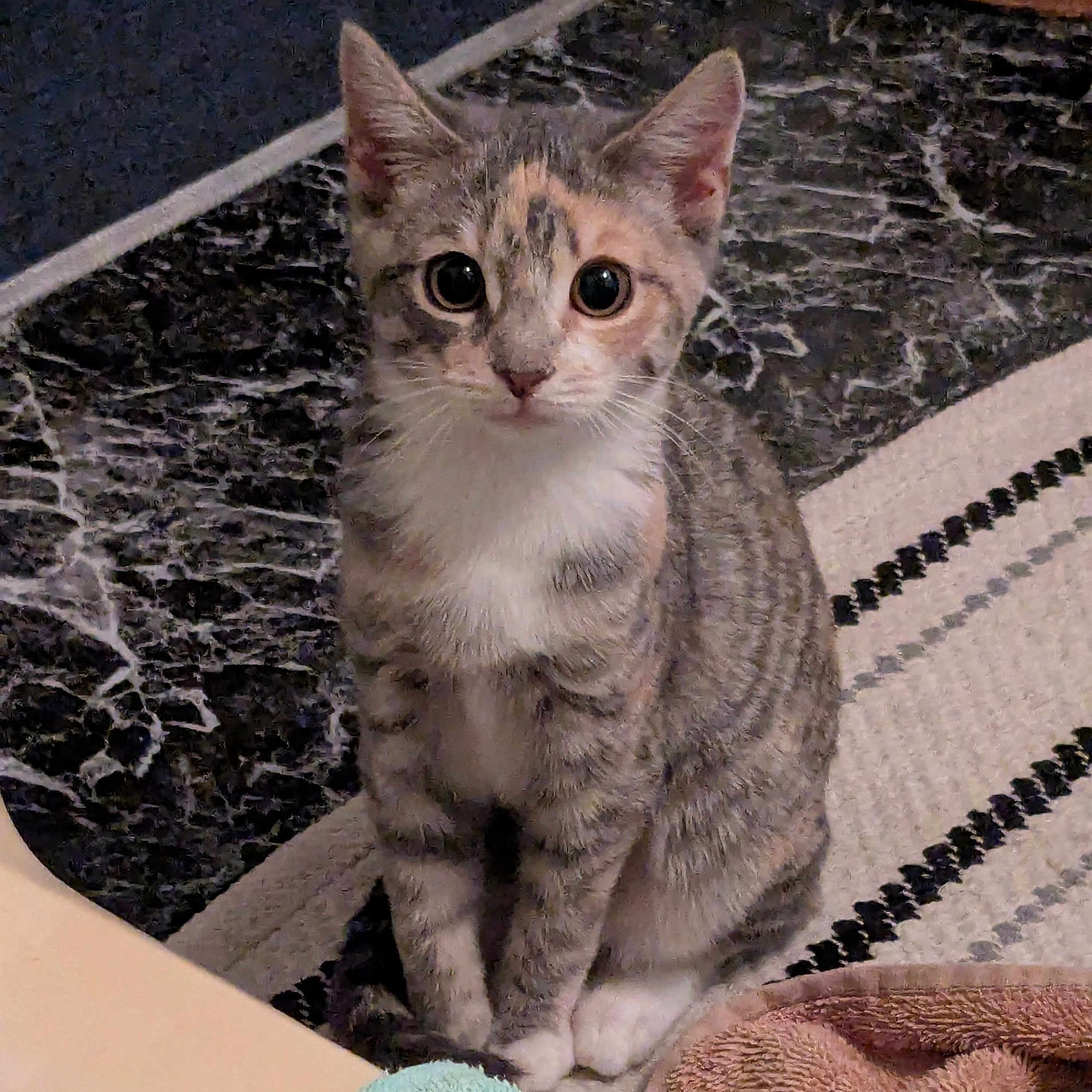 Biscuit is registered to the contest to win money with this photo: animal, blanket, cat, cozy, curious, cute, domestic_cat, feline, floor, fur, indoor, kitten, marble_floor, pet, rug, sitting, striped, white_paws, wide_eyes, young