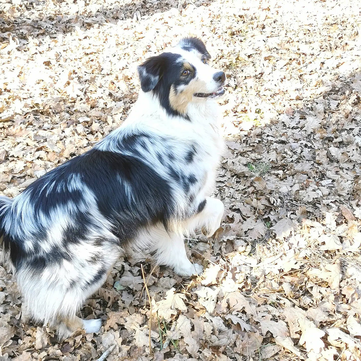 Sally participe au concours pour gagner de l'argent avec cette photo : australian_shepherd, border_collie, canidae, carnivore, companion_dog, dog, dog_breed, fur, grass, herding_dog, snout, soil, sporting_group, terrestrial_animal, whiskers, working_animal, working_dog