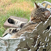 Lynx is registered to the contest to win money with this photo: animal, backyard, cat, cat_face, close_up, grass, lawn, metal_chair, ornate_chair, outdoor, paint_peeling, paw, pet, relaxing, sleepy, sunlit, tabby, tail, vintage, whiskers