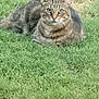 Lynx is registered to the contest to win money with this photo: animal, backyard, cat, domestic_cat, eyes, feline, fur, grass, greenery, lawn, loaf, looking_at_camera, nature, outdoor, pet, portrait, relaxed, sitting, tabby, whiskers
