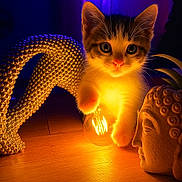 Tsuki a rejoint le concours — aidez-le/la à gagner de superbes lots ! kitten, cat, light_bulb, glowing, golden_light, sculpture, buddha_head, wooden_floor, indoor, curious, paw, decor, statue, artistic, warm_light, close_up, pet, animal, mystical, cozy