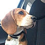 animal, beagle, canine, car, collar, companionship, dog, domestic_animal, ears, fur, indoors, looking, mammal, pet, puppy, seat, side_view, transportation, window, young