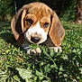 Varo a rejoint le concours — aidez-le/la à gagner de superbes lots ! adorable, animal, beagle, brown, closeup, cute, dog, ears, grass, greenery, leaf, nature, outdoor, pet, playing, puppy, snout, sunlight, white, young