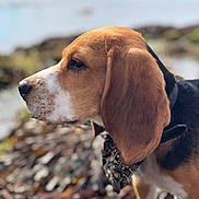 Varo participe au concours pour gagner de l'argent avec cette photo : animal, bandana, beagle, black, blurred_background, brown, canine, closeup, collar, cute, dog, ears, fur, nature, outdoor, pet, portrait, side_profile, water, white