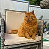 Akimi Et Garfield participe au concours pour gagner de l'argent avec cette photo : cat, orange_cat, fluffy, wicker_chair, cushion, outdoor, sunlight, blue_sky, fence, pet, animal, domestic_cat, sitting, feline, green_eyes, backyard, relaxed, sunny, portrait, nature