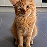 Akimi Et Garfield a rejoint le concours — aidez-le/la à gagner de superbes lots ! cat, ginger_cat, orange_fur, pet, animal, indoor, kitchen, floor, tile_floor, curious, head_tilt, whiskers, ears, sitting, feline, domestic_cat, cute, fur, eyes, mammal