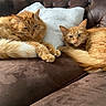 cat, ginger_cat, feline, pet, animal, couch, sofa, pillow, indoor, resting, relaxed, fur, whiskers, tail, ears, eyes, two_cats, brown, white_pillow, cozy