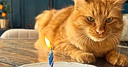 Akimi Et Garfield a rejoint le concours — aidez-le/la à gagner de superbes lots ! cat, orange_tabby, birthday_candle, birthday_cake, plate, table, indoor, furniture, blue_wall, pet, animal, cake, candle_flame, celebration, closeup, domestic_cat, whiskers, fur, relaxing, gaze