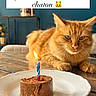 cat, orange_tabby, birthday_candle, birthday_cake, plate, table, indoor, furniture, blue_wall, pet, animal, cake, candle_flame, celebration, closeup, domestic_cat, whiskers, fur, relaxing, gaze
