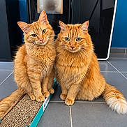 Akimi Et Garfield participe au concours pour gagner de l'argent avec cette photo : cat, orange_cat, fluffy_fur, pets, indoor, floor_tiles, cardboard_scratch_pad, curious, sitting, pair, tail, cute, domestic_cat, feline, whiskers, ears, eyes, home, companions, animal