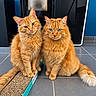 cat, orange_cat, fluffy_fur, pets, indoor, floor_tiles, cardboard_scratch_pad, curious, sitting, pair, tail, cute, domestic_cat, feline, whiskers, ears, eyes, home, companions, animal