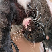 Silas joined the competition — help win amazing prizes! kitten, cat, black_and_white, whiskers, close_up, pink_nose, curious, playful, pet, animal, feline, young, indoor, cute, fur, claw, paw, eye, portrait, mammal