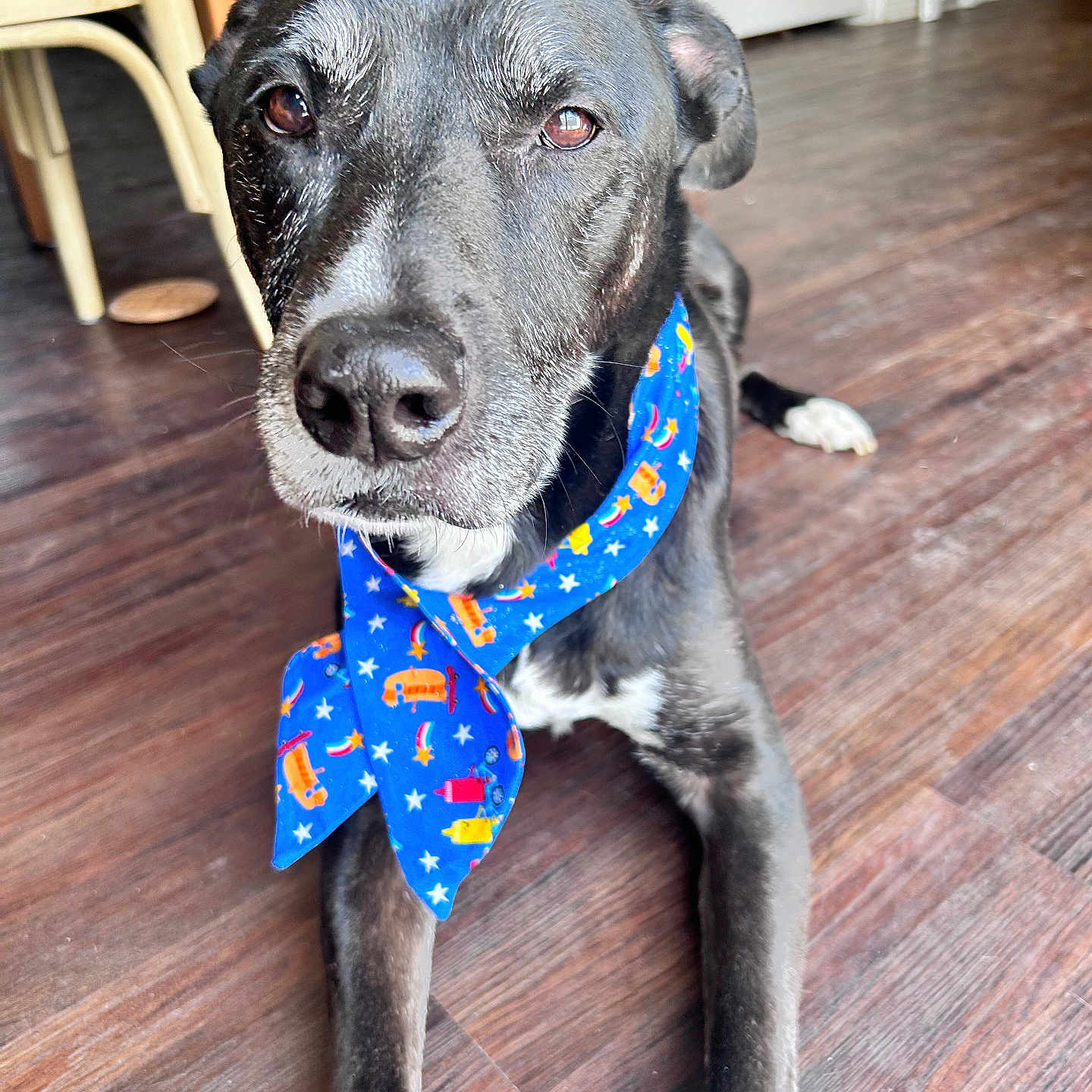 Romeo is registered to the contest to win money with this photo: animal, bandana, black_dog, blue_bandana, canine, close_up, companion, dog, domestic_animal, floor, friendly, house, indoor, muzzle, pet, portrait, relaxed, sitting, white_paw, wooden_floor