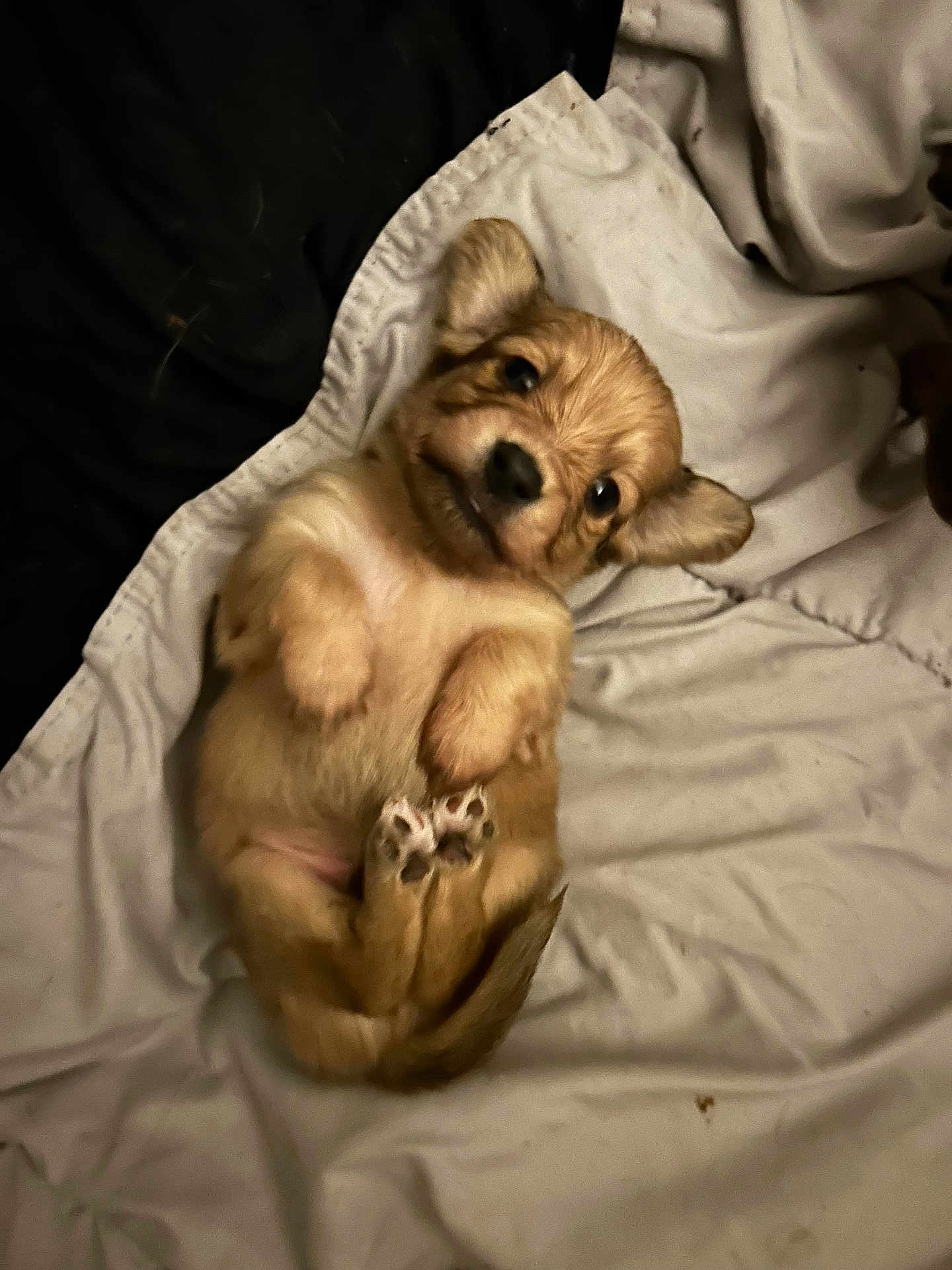Sky is registered to the contest to win money with this photo: puppy, dog, cute, lying_down, blanket, soft, fur, small, pet, animal, young, paw, ears, face, indoor, cozy, resting, looking_up, adorable, sleepy