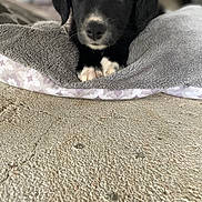Sully a rejoint le concours — aidez-le/la à gagner de superbes lots ! puppy, dog, black_and_white, blanket, fur, cute, pet, animal, indoor, soft_texture, floor, cozy, resting, closeup, young, eyes, nose, paws, laying, curious