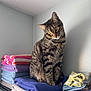 Buddy is registered to the contest to win money with this photo: cat, tabby, towels, stack, folded, indoor, pet, curious, striped, feline, sitting, head_tilt, soft_light, laundry, shelf, cozy, gray_wall, domestic, whiskers, fur