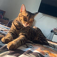 Buddy joined the competition — help win amazing prizes! cat, tabby_cat, bed, blanket, floral_pattern, indoor, sunlight, furniture, television, resting, pet, cute, animal, whiskers, ears, paws, striped, domestic, cozy, relaxed