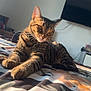 cat, tabby_cat, bed, blanket, floral_pattern, indoor, sunlight, furniture, television, resting, pet, cute, animal, whiskers, ears, paws, striped, domestic, cozy, relaxed