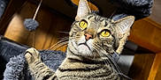 Buddy joined the competition — help win amazing prizes! cat, tabby, yellow_eyes, cat_tree, plush, furniture, indoor, pet, animal, whiskers, fur, close_up, relaxed, looking_up, cozy, home, wooden_wall, play_toy, ears, paw