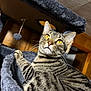 cat, tabby, yellow_eyes, cat_tree, plush, furniture, indoor, pet, animal, whiskers, fur, close_up, relaxed, looking_up, cozy, home, wooden_wall, play_toy, ears, paw