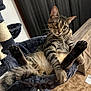 Buddy is registered to the contest to win money with this photo: cat, tabby, cat_hammock, indoor, furniture, curtain, wooden_cabinet, carpet, relaxed, pet, animal, feline, whiskers, paws, legs, fur, cozy, home, playful, cute