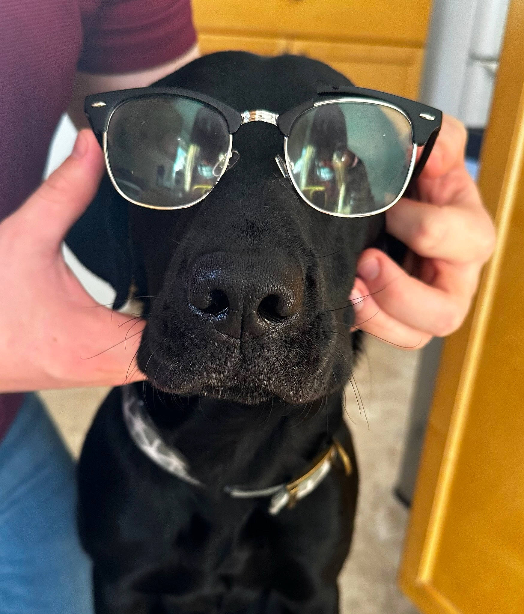 Oakley is registered to the contest to win money with this photo: cameras_optics, carnivore, collar, companion_dog, dog, dog_breed, dog_collar, eyewear, finger, gesture, goggles, hand, head, mirror, personal_protective_equipment, selfie, snout, sunglasses, vision_care, working_animal