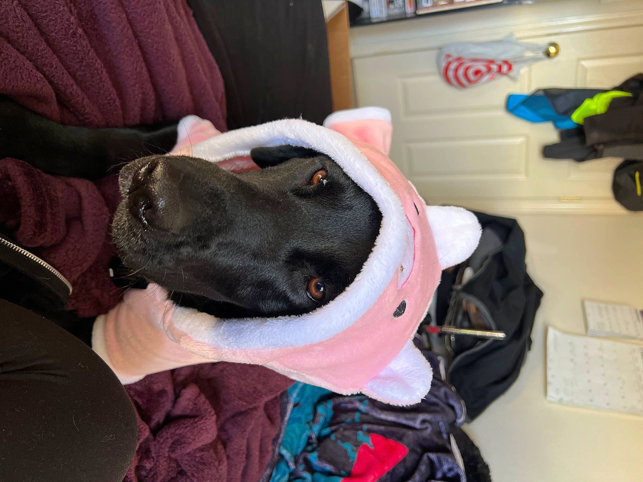 Oakley joined the competition — help win amazing prizes! backpack, bag, carnivore, comfort, companion_dog, dog, dog_breed, dog_collar, fashion_accessory, fur, great_dane, guard_dog, helmet, luggage_and_bags, nail, non_sporting_group, personal_protective_equipment, working_animal, wrist