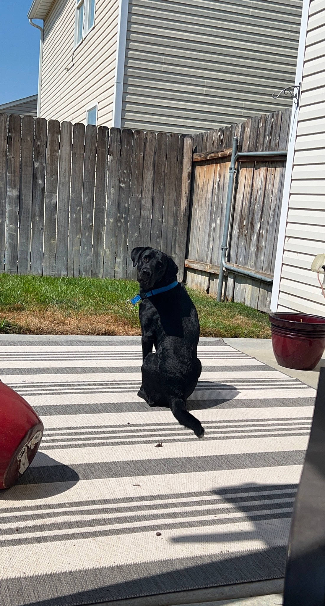 Oakley is registered to the contest to win money with this photo: building, carnivore, collar, companion_dog, dog, dog_breed, dog_collar, door, fence, flowerpot, house, leash, pet_supply, plant, road_surface, sidewalk, snout, tableware, tail, tints_and_shades