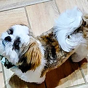 Chico joined the competition — help win amazing prizes! bow, brown_and_white, companion, curled_tail, cute, dog, fluffy, friendly, fur, green_bow, indoor, looking_up, pet, portrait, shadow, shih_tzu, small_dog, tail, tile_floor, wood_floor