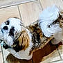bow, brown_and_white, companion, curled_tail, cute, dog, fluffy, friendly, fur, green_bow, indoor, looking_up, pet, portrait, shadow, shih_tzu, small_dog, tail, tile_floor, wood_floor