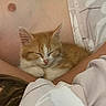 kitten, cat, sleeping, orange_cat, white_cat, person, bare_chest, blanket, bed, resting, cozy, cute, fur, pet, domestic_animal, close_up, relaxation, indoor, comfort, nap