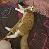 cat, orange_cat, white_cat, lying_down, bed, blanket, pillow, cartoon_character, indoor, cozy, feline, pet, fur, tail, relaxed, looking, cute, domestic_animal, sleepy, resting