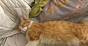 Nounours a rejoint le concours — aidez-le/la à gagner de superbes lots ! animal, bed, blanket, cartoon_pillow, cat, child, companion, cozy, cute, fur, human, indoor, orange_cat, peaceful, pillow, relaxation, resting, sleeping, soft, white_cat