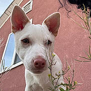 Chubbs is registered to the contest to win money with this photo: puppy, dog, white_dog, curious, ears, pink_nose, plants, outdoor, window, building, stucco_wall, person, curly_hair, closeup, pet, nature, daylight, face, animal, young_dog