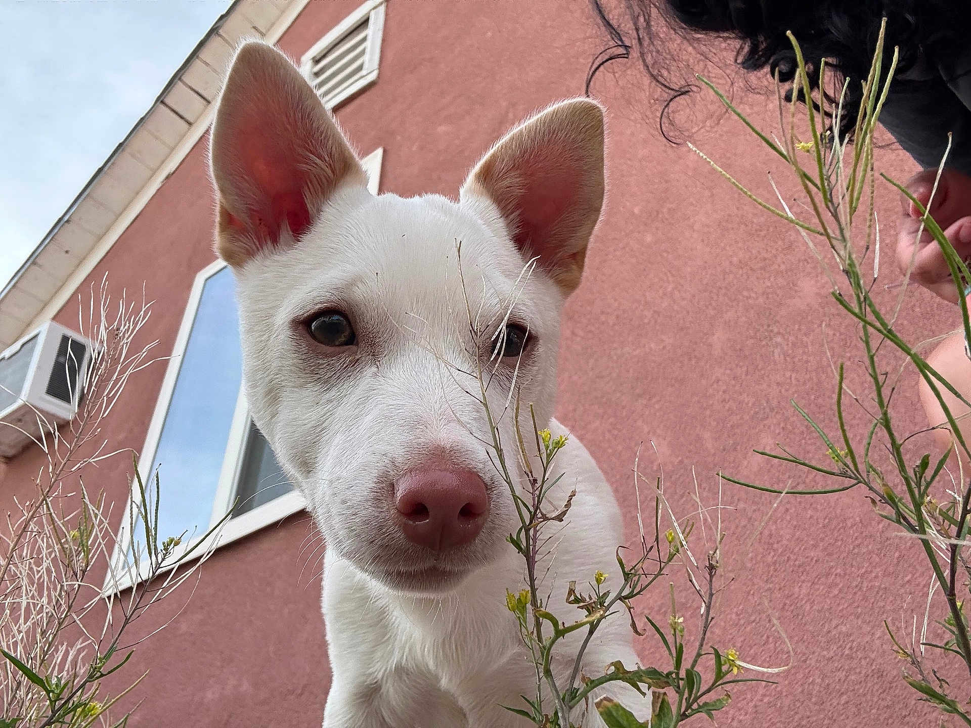 Chubbs