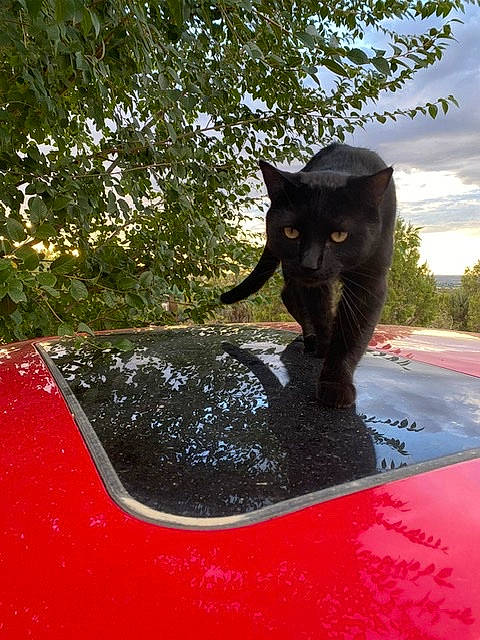 Tom is registered to the contest to win money with this photo: automotive_exterior, automotive_lighting, black_cat, bumper, carnivore, cat, cloud, domestic_short_haired_cat, felidae, grass, hood, motor_vehicle, plant, sculpture, sky, small_to_medium_sized_cats, snout, tail, tints_and_shades, whiskers