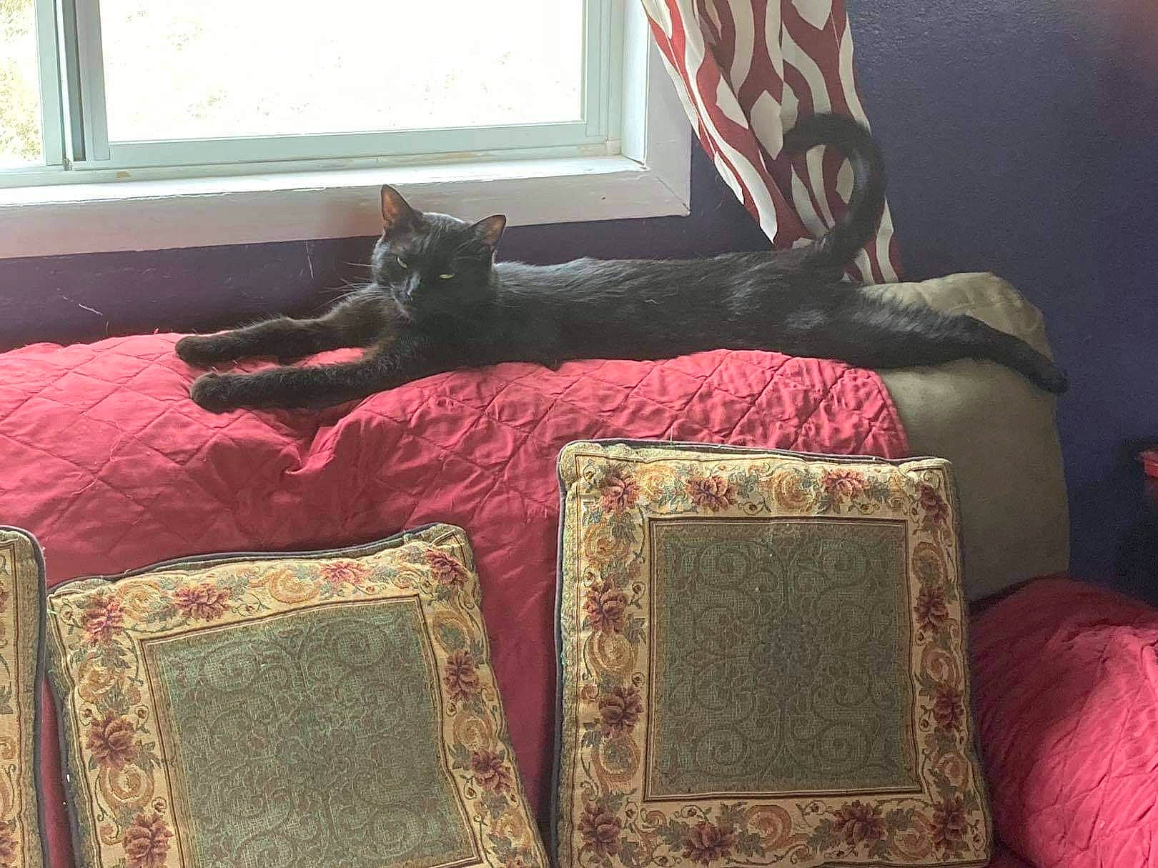 Tom joined the competition — help win amazing prizes! cat, comfort, couch, felidae, floor, flooring, furniture, hardwood, interior_design, linens, living_room, magenta, purple, rectangle, studio_couch, textile, tints_and_shades, vertebrate, window, wood