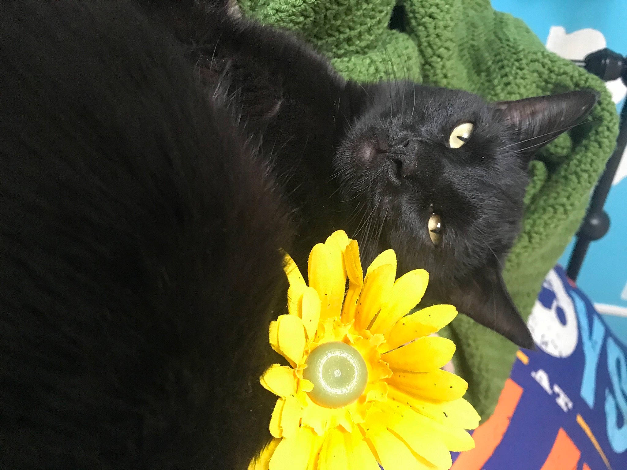 Tom is registered to the contest to win money with this photo: annual_plant, black_cat, carnivore, cat, domestic_short_haired_cat, felidae, flower, flowering_plant, fur, headgear, petal, plant, small_to_medium_sized_cats, snout, tail, teddy_bear, terrestrial_animal, toy, tree, whiskers