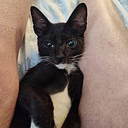 Tiny Tardiff joined the competition — help win amazing prizes! animal, black_and_white, cat, close_up, comfort, cute, domestic, face, fur, human, indoor, kitten, legs, mammal, pet, portrait, relaxing, resting, whiskers, young