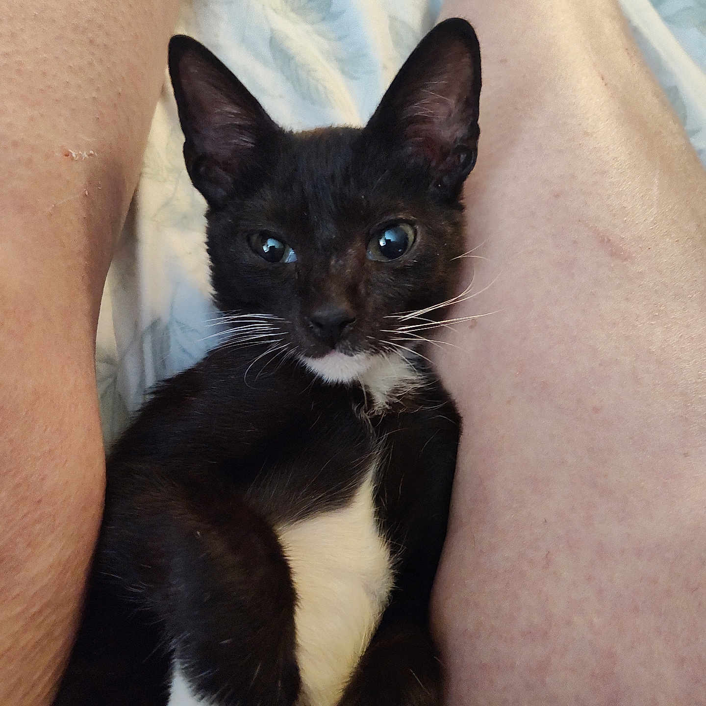 Tiny Tardiff joined the competition — help win amazing prizes! animal, black_and_white, cat, close_up, comfort, cute, domestic, face, fur, human, indoor, kitten, legs, mammal, pet, portrait, relaxing, resting, whiskers, young
