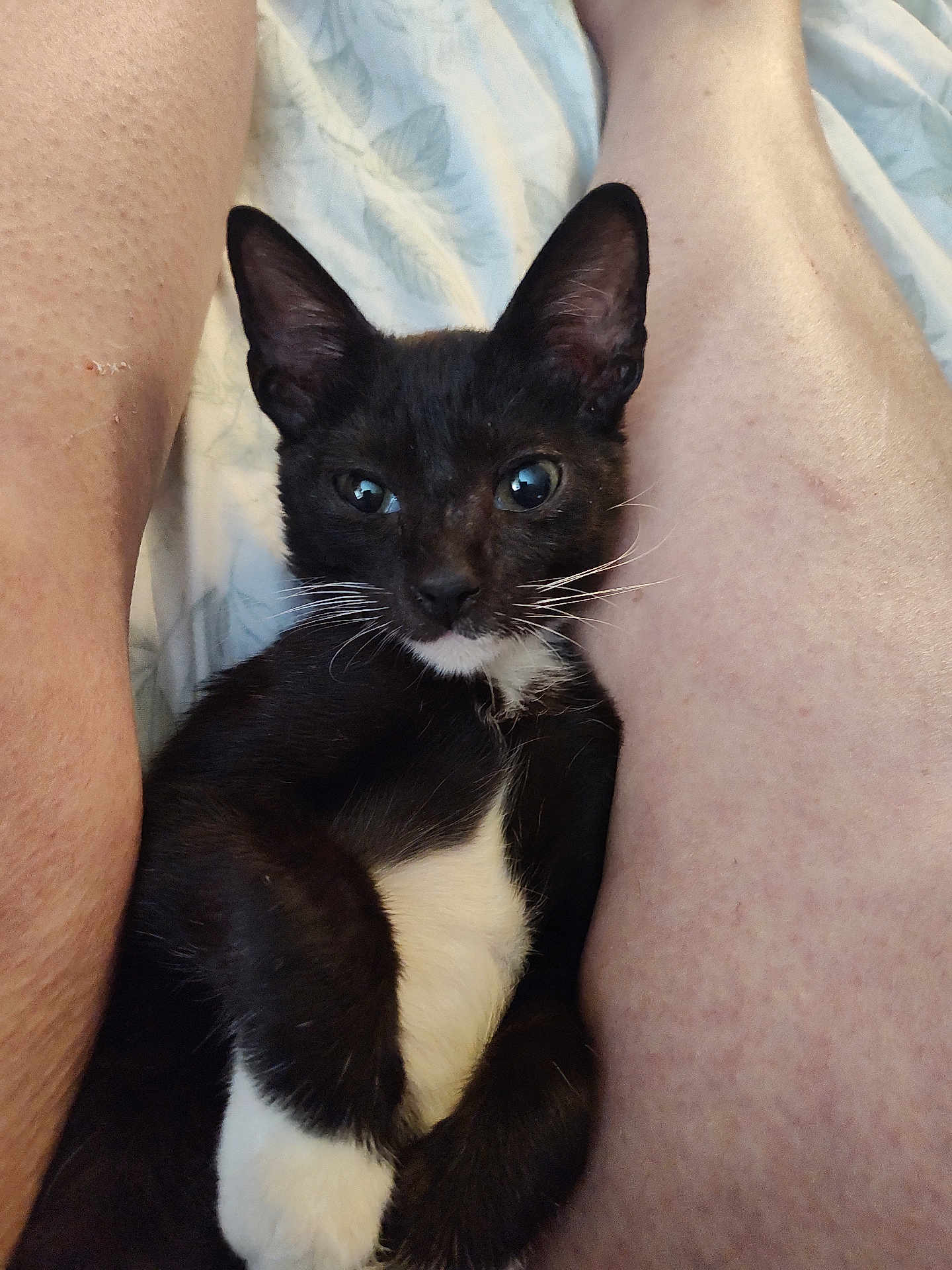 Tiny Tardiff joined the competition — help win amazing prizes! animal, black_and_white, cat, close_up, comfort, cute, domestic, face, fur, human, indoor, kitten, legs, mammal, pet, portrait, relaxing, resting, whiskers, young
