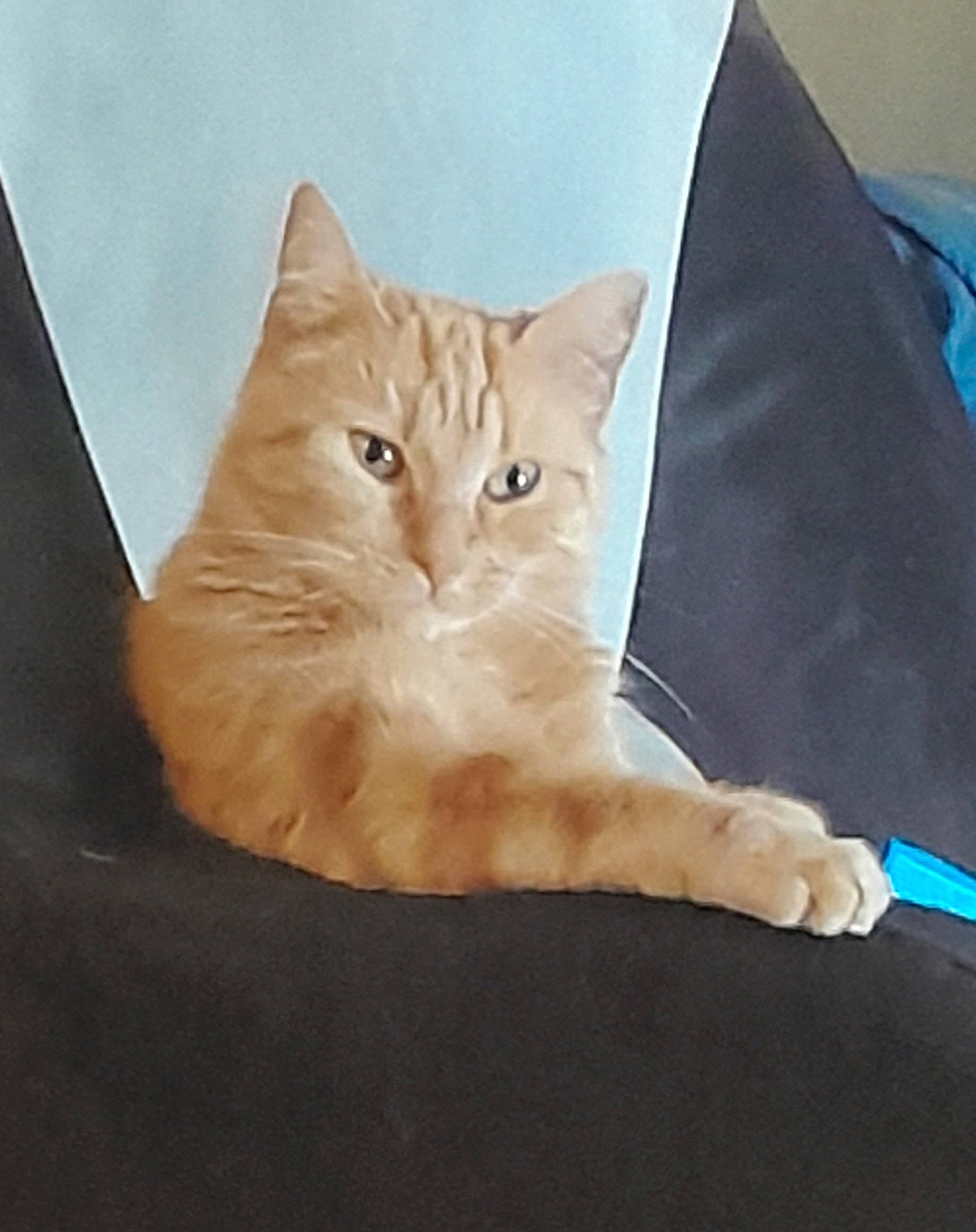 Kilia participe au concours pour gagner de l'argent avec cette photo : art, bed, bedding, carnivore, cat, comfort, couch, domestic_short_haired_cat, fawn, felidae, fur, linens, paper_product, paw, sitting, small_to_medium_sized_cats, snout, tail, whiskers, wood