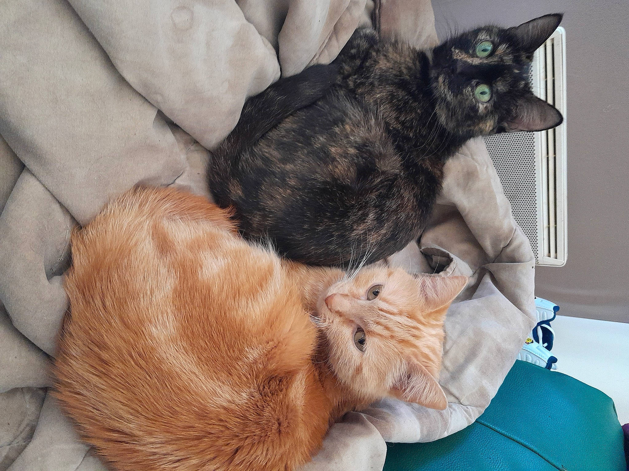 Kilia participe au concours pour gagner de l'argent avec cette photo : bombay, carnivore, cat, claw, comfort, domestic_short_haired_cat, ear, fawn, felidae, foot, fur, human_leg, lap, nap, paw, sitting, small_to_medium_sized_cats, snout, tail, whiskers