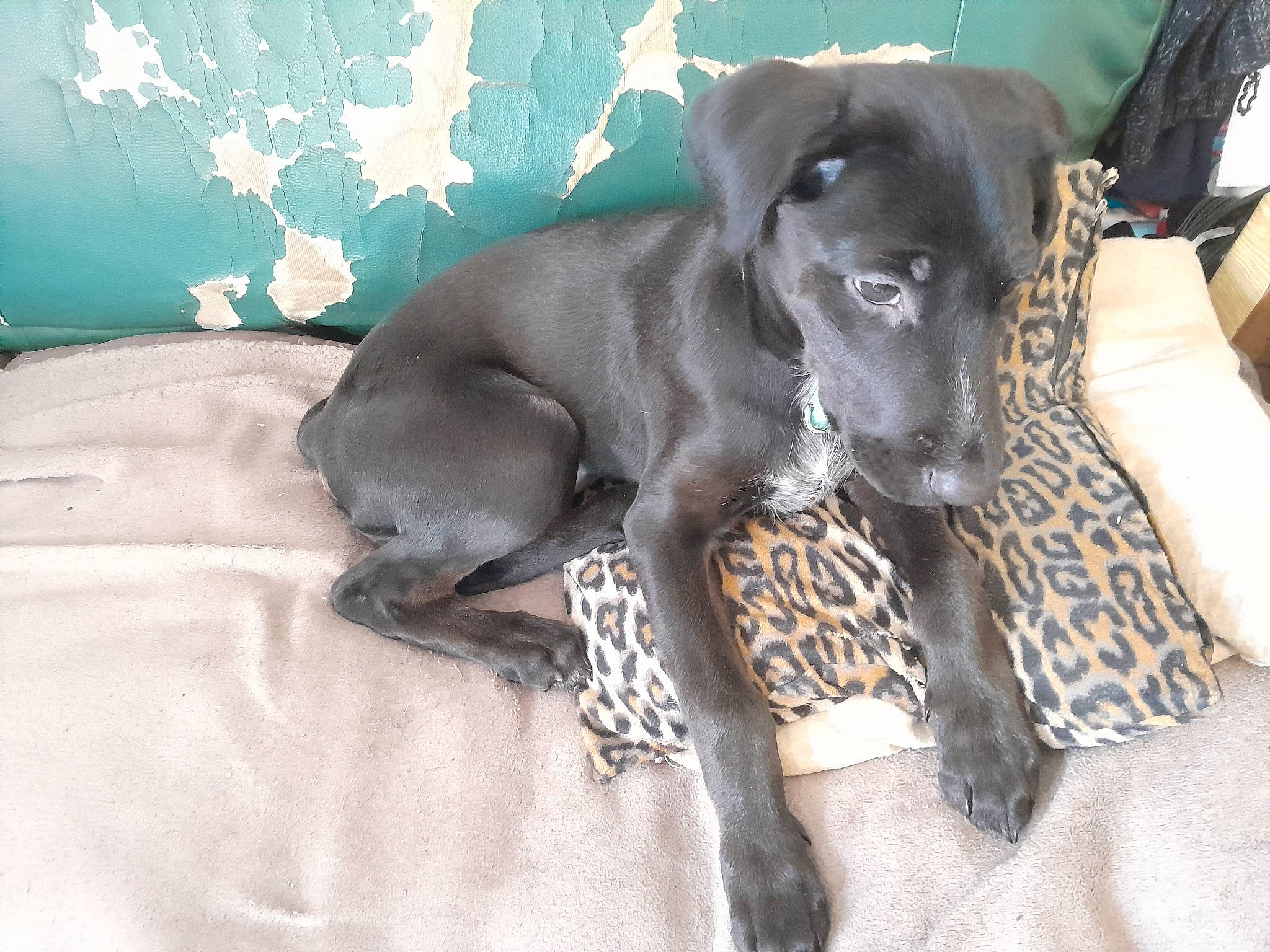 Nala participe au concours pour gagner de l'argent avec cette photo : canidae, carnivore, collar, comfort, companion_dog, dog, dog_breed, dog_collar, dog_supply, ear, fawn, fur, grey, guard_dog, liver, snout, sporting_group, toy_dog, whiskers, working_animal