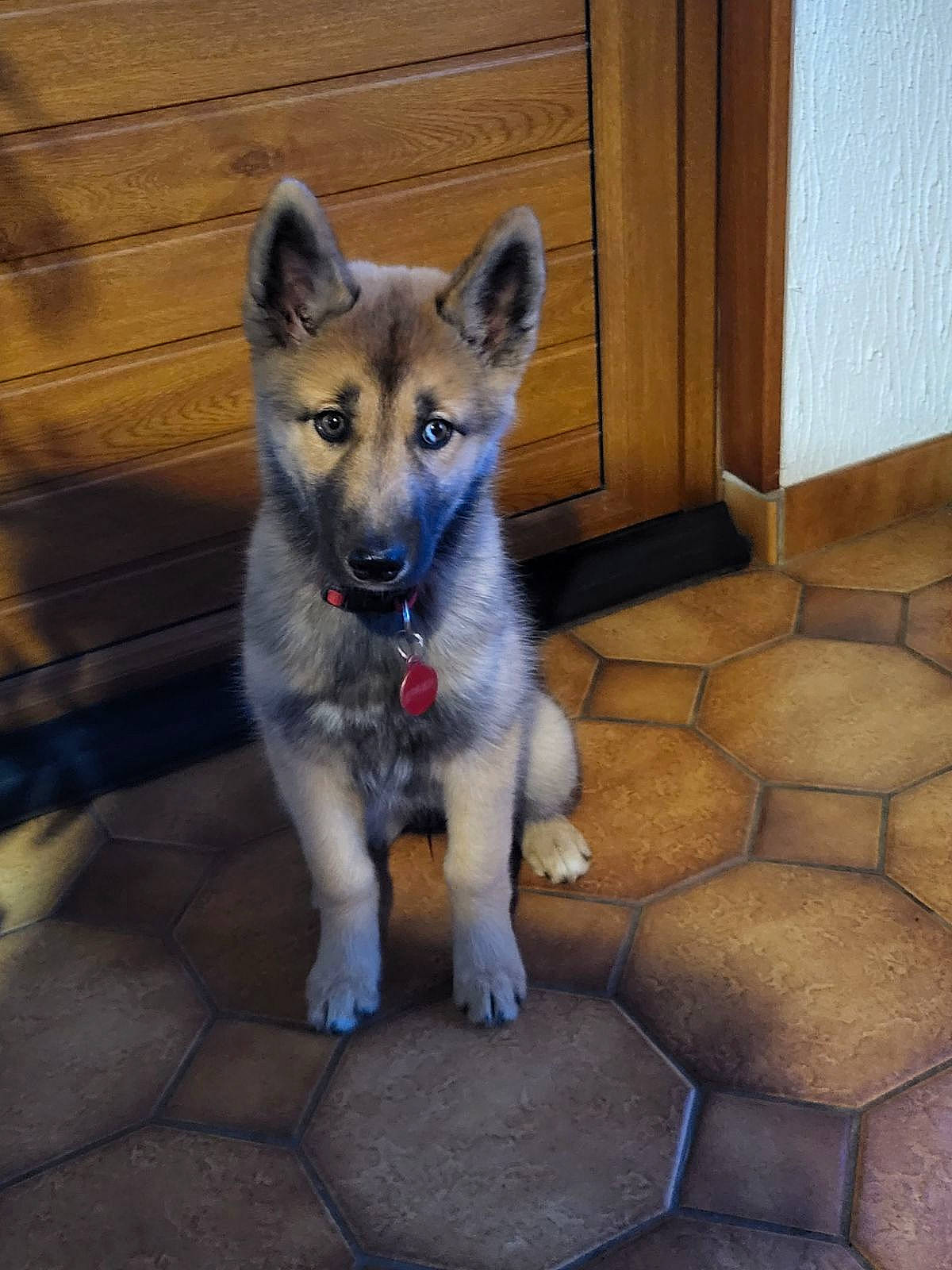 Athéna a rejoint le concours — aidez-le/la à gagner de superbes lots ! ancient_dog_breeds, canidae, canis, carnivore, companion_dog, dog, dog_breed, door, fawn, flooring, fur, hardwood, non_sporting_group, sporting_group, tail, terrestrial_animal, wood, wood_stain, working_dog