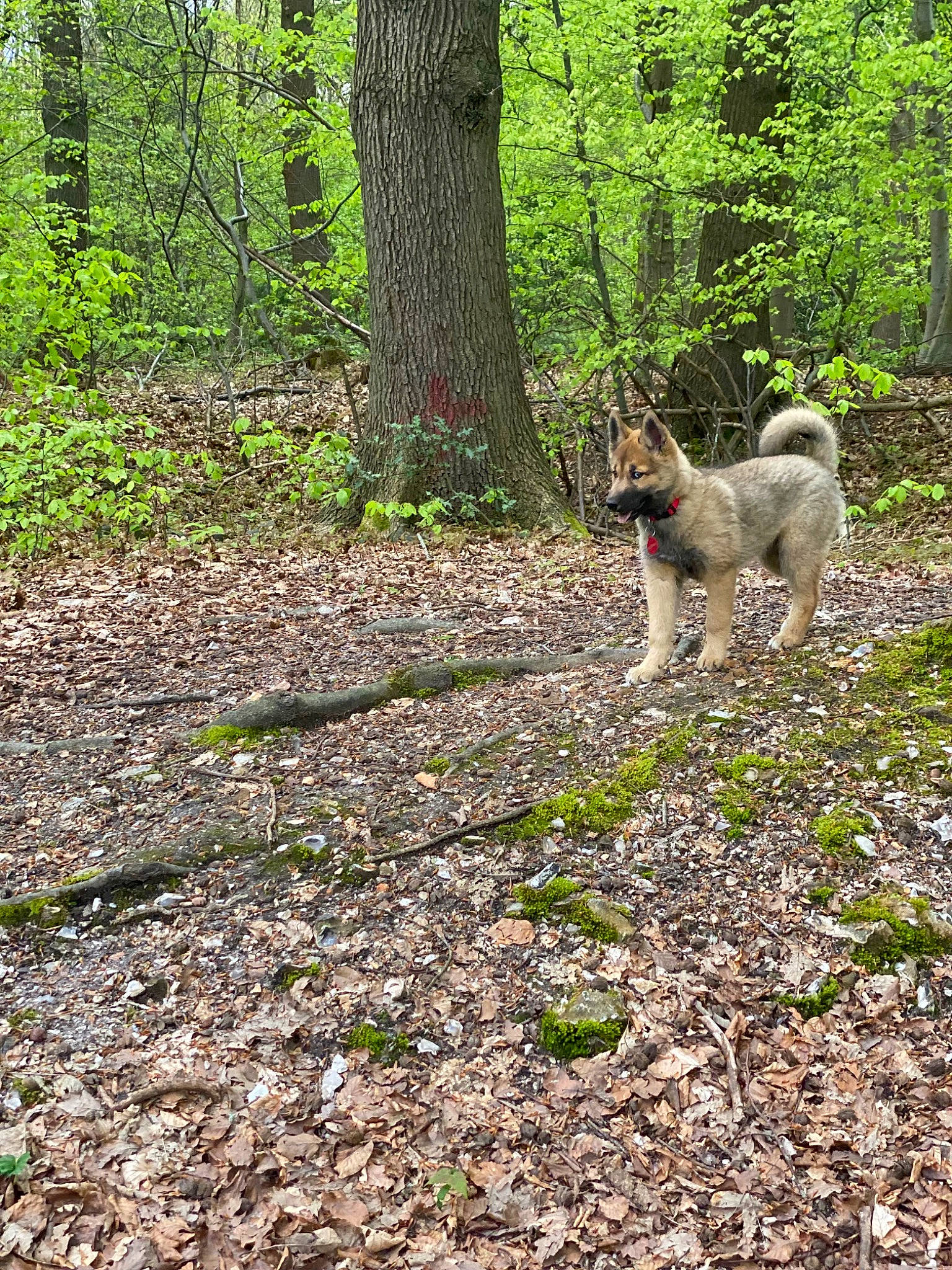 Athéna participe au concours pour gagner de l'argent avec cette photo : biome, carnivore, companion_dog, deciduous, dog, dog_breed, fawn, felidae, forest, grass, groundcover, natural_landscape, plant, tail, temperate_broadleaf_and_mixed_forest, terrestrial_animal, tree, trunk, wood, woodland