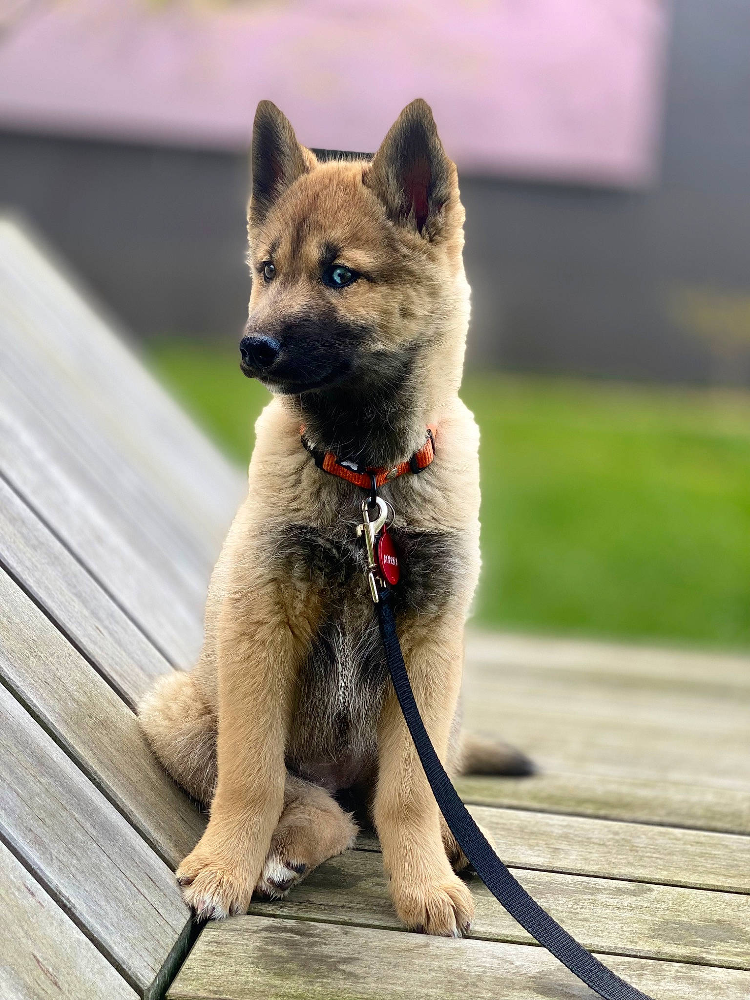 Athéna participe au concours pour gagner de l'argent avec cette photo : canidae, canis, carnivore, collar, companion_dog, dog, dog_breed, dog_supply, fawn, fur, grey, leash, snout, sporting_group, tail, terrestrial_animal, whiskers, wildlife, wood, working_animal