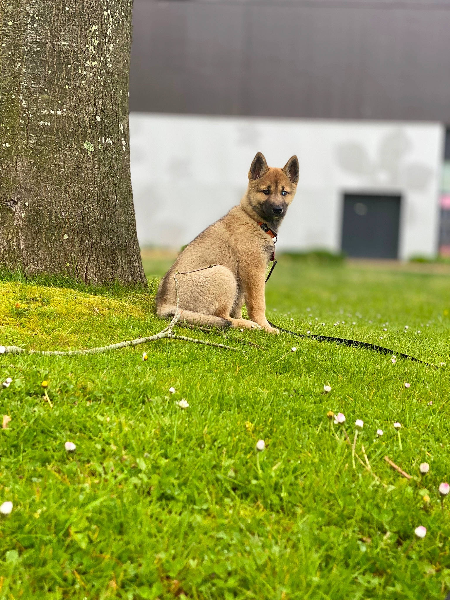 Athéna participe au concours pour gagner de l'argent avec cette photo : canidae, carnivore, companion_dog, dog, dog_breed, fawn, felidae, grass, grassland, groundcover, meadow, pasture, plant, sporting_group, tail, terrestrial_animal, tree, trunk, wildlife, wood