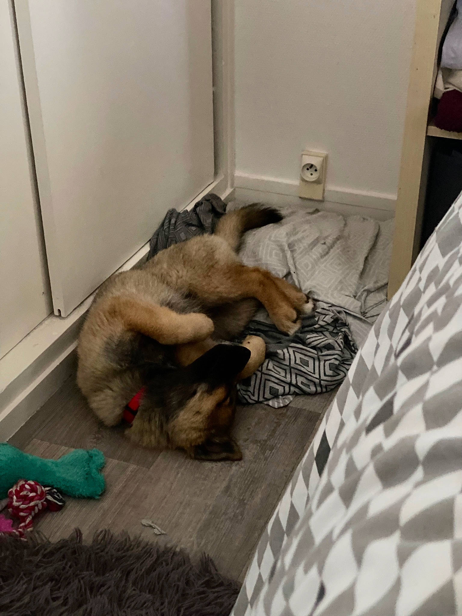 Athéna participe au concours pour gagner de l'argent avec cette photo : art, barechested, carpet, comfort, companion_dog, dog, dog_breed, fawn, felidae, floor, flooring, foot, fur, human_leg, linens, nap, room, sporting_group, tail, wood